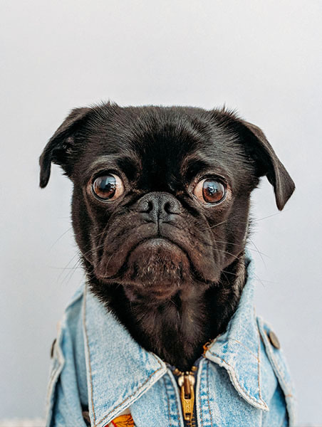 Dog 452×600