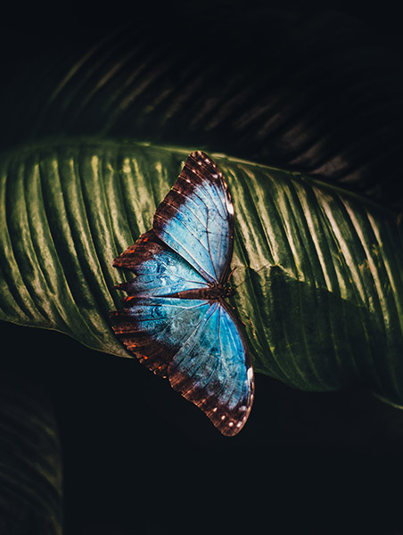 Butterfly 452×600
